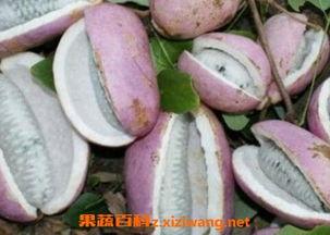 恩施网红吃瓜事件真相,真相背后的网络狂欢与反思